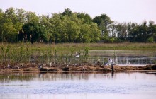 На Кінбурнській косі для гніздування рідкісних та зникаючих видів птахів збудовано штучний острів