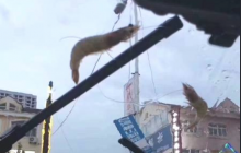 У Китаї після урагану пройшов "дощ" з морських тварин (фото)