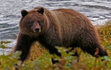 В российском цирке медведь напал на дрессировщика: опубликовано жуткое видео