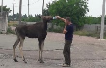 Под Киевом лось разгуливал среди людей: животное напоили и отправили обратно в лес (фото)
