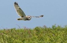 Пандемія COVID-19 стала причиною "великої паузи" – науковці заінтриговані