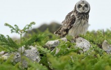 Рай для диких животных: Reuters показал природу уэльского острова Скомер (фоторепортаж)