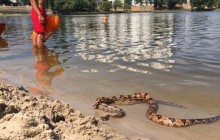 Жителей Киева напугали большие змеи на пляже (фото)