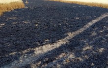 В Одеській області тероризують депутата: зловмисники підпалили його поле з урожаєм пшениці (фото)