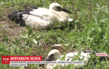 На Винничине селяне спасли маленьких аистов, которые в результате непогоды потеряли дом (видео)