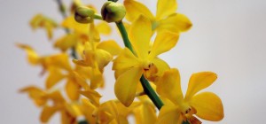 Орхідея розквітне набагато швидше: садівники пояснили, як правильно обрізати квітку
