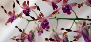 Орхідея зацвіте, як "божевільна": досвідчені садівники назвали дивовижну властивість льоду