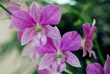 Чому не можна тримати орхідеї вдома: названі 4 причини