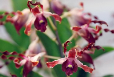 VIP-орхідеї в ботсаду Сінгапуру в очікуванні зустрічі Трампа та Кім Чен Ина (фоторепортаж)