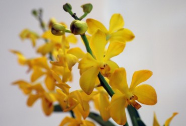 Орхідея розквітне набагато швидше: садівники пояснили, як правильно обрізати квітку