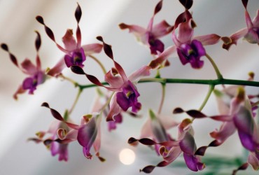 Орхидея зацветет, как сумасшедшая: опытные садоводы назвали удивительное свойство льда