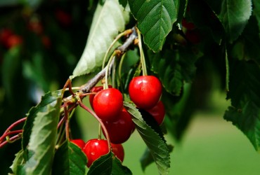 Настоящие копейки: стало известно, сколько оккупанты хотят платить фермерам за мелитопольскую черешню