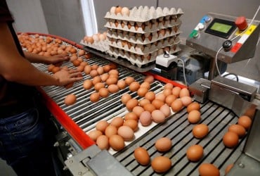 Антимонопольний комітет почав перевірку космічних цін на яйця