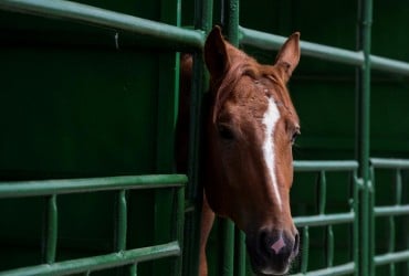 Люди были к этому не готовы: как на самом деле потеют лошади (видео)