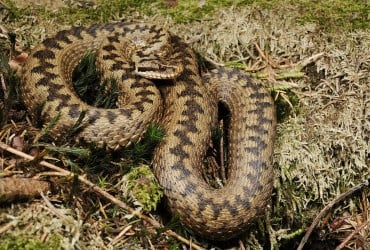 В Киеве весеннее нашествие гадюк: что говорят ученые (видео)