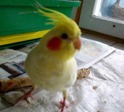 Порнодағы айлакер агент