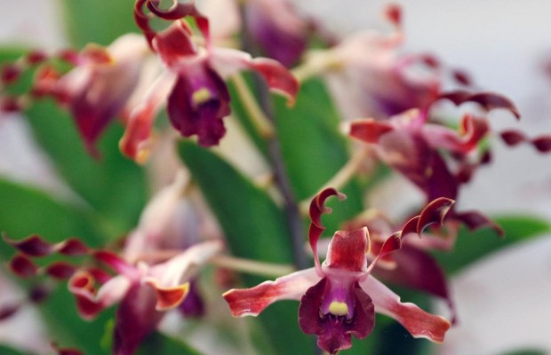 VIP-орхідеї в ботсаду Сінгапуру в очікуванні зустрічі Трампа та Кім Чен Ина (фоторепортаж)