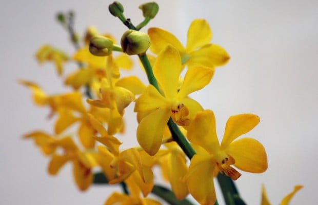 Орхідея розквітне набагато швидше: садівники пояснили, як правильно обрізати квітку