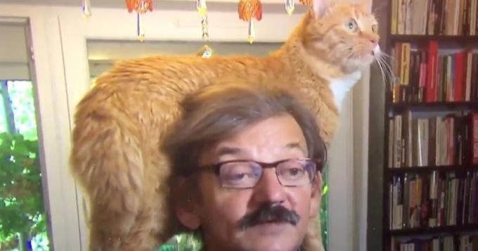 Кот захотел внимания в неожиданный момент / Скриншот