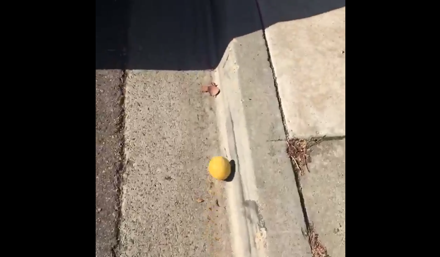 У мережі набирає популярність відео лимона, що котиться з гірки / Twitter @sakeriver