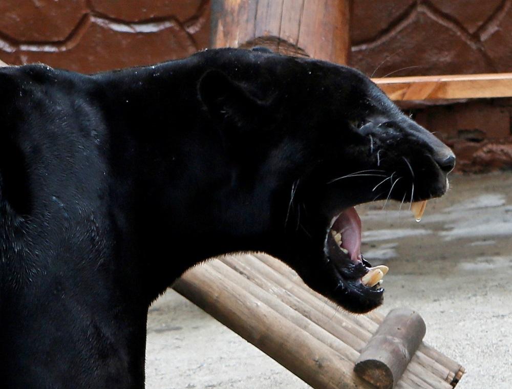 Иллюстрация / REUTERS