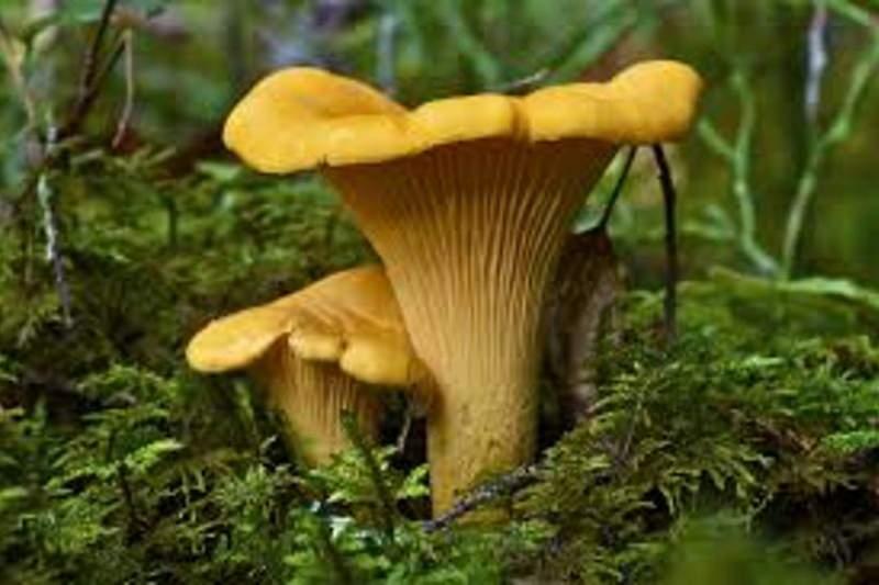 Жителям Изюмского района советуют не ходить в лес по грибы \ news.dks.com.ua