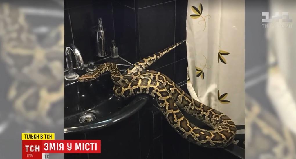 Хозяева пойманного в Киеве тигрового питона нашлись / Скриншот ТСН Хозяева пойманного в Киеве тигрового питона нашлись / Скриншот ТСН