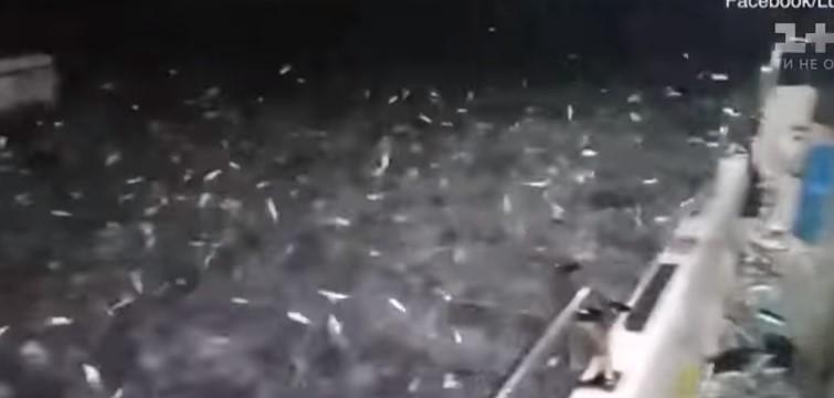 Спершу такого рибного дощу рибалки злякалися / скріншот відео ТСН Спершу такого рибного дощу рибалки злякалися / скріншот відео ТСН