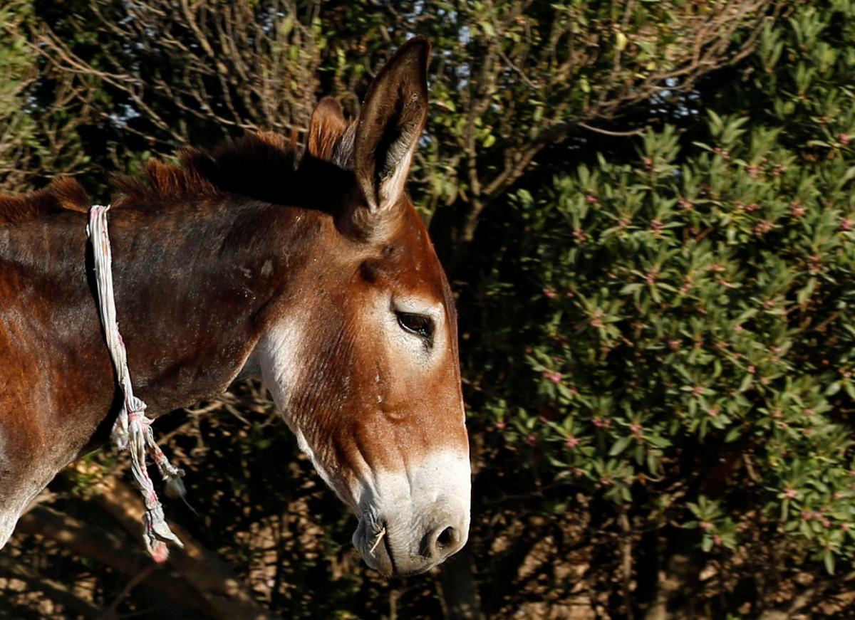 26 марта -  Праздник грустных осликов / фото REUTERS