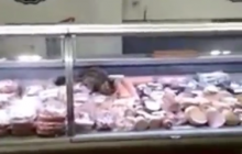 В киевском супермаркете кот полакомился колбасой прямо с прилавка (видео)