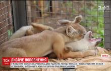 У зоопарку Харкова народилися рідкісні лисенята (відео)