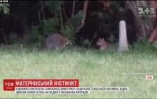 Материнський інстинкт: єнотиха не злякалася хижої рисі і відігнала її від своїх малюків (відео)
