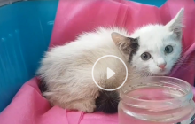 У Дніпрі рятувальники провели незвичайну операцію, щоб зняти з даху кошеня (відео)