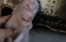В Китае через два дня после рождения умер поросенок-мутант с "человеческим лицом" (фото, видео)