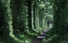В'їзд до «Тунелю кохання» на Рівненщині для туристів зробили платним