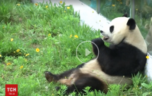 У Китаї святкують 8-й день народження панди Джиньху (відео)