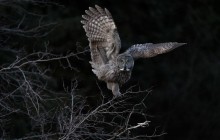 Орнітологи визначили найкращі фото птахів з усього світу (фотогалерея)