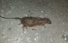 Окупований Севастополь заполонили полчища щурів: в Мережі показали шокуючі фото