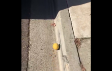 Користувачів соцмереж заворожило відео лимона, який котиться з гори