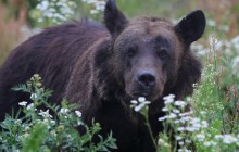 Разъяренный медведь растерзал четырех индийцев, еще троих ранил