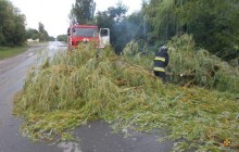На Тернопольщине поваленные в результате урагана деревья перекрыли дороги, с домов посрывало крыши (фото)