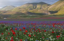 Подножие итальянских Апеннин укрылось пестрым ковром из полевых цветов (фоторепортаж)