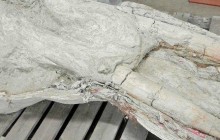 Французский фермер несколько лет прятал от ученых уникальный череп животного, жившего более 10 миллионов лет назад