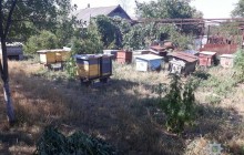 Под Николаевом нашли пасеку с коноплей (фото)