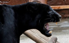 В США трехмесячный ягуар нашел дырку в ограде, сбежал и убил 8 животных