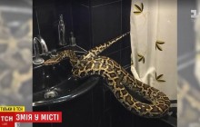 «Вона дуже лагідна»: журналісти знайшли господарів двометрової змії, яку упіймали в Києві (відео)