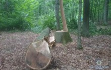 На Тернопольщине задержали злоумышленников, незаконно вырубавших дубы (фото)