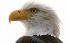 У Криму туристів побили за відмову платити за фото з орлом (відео)