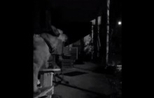 Собака случайно напела песню Бритни Спирс и стала звездой сети (видео)