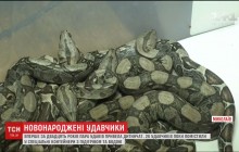 Довгоочікуване поповнення: в Миколаївському зоопарку народилися 26 удавчиків (відео)
